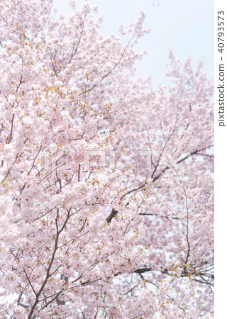 Ezo yamazakura in full bloom (high key) 40793573