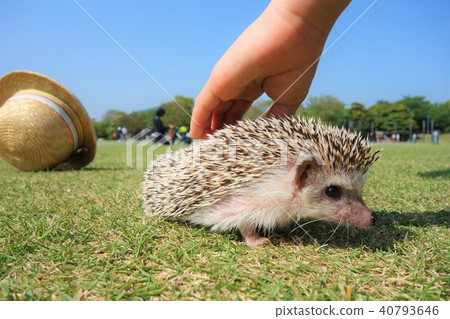 Hedgehog Hedgehog 40793646