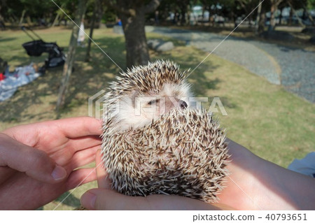 Hedgehog Hedgehog 40793651