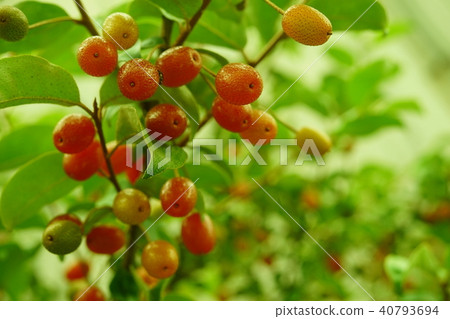 Natsugumi成熟很多 40793694