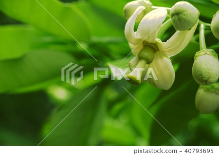 Egamibutan白花 Egamibutan白花 40793695