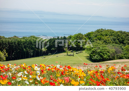 在Awajishima·花剪刀開花的罌粟花 在Awajishima·花剪刀開花的罌粟花 40793900