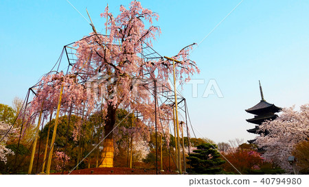 京都Tojiji富士櫻花和五層寶塔 京都Tojiji富士櫻花和五層寶塔 40794980