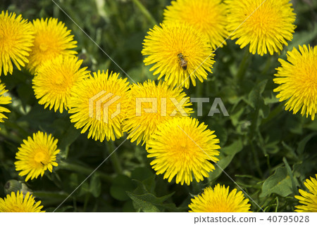 Dandelion Dandelion 40795028
