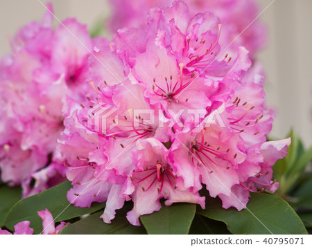 Rhododendron flower 40795071