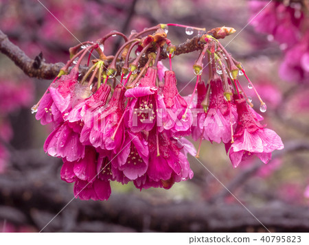 雪和Samu Sakura 40795823