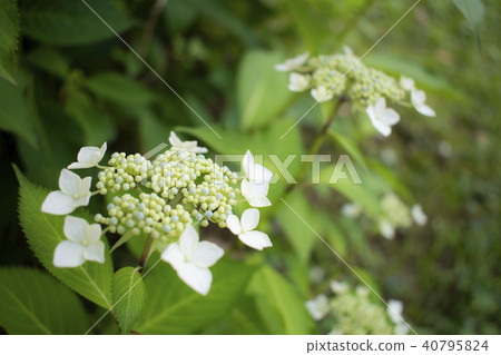 Flower hydrangea 40795824