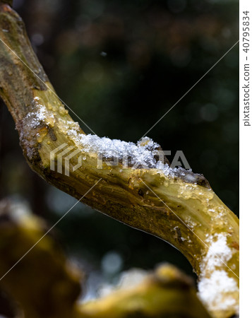 Snow and Salisbury 40795834