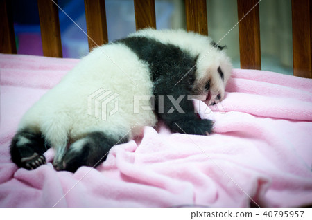 Baby panda sleeping on a pink blanket Baby panda sleeping on a pink blanket 40795957