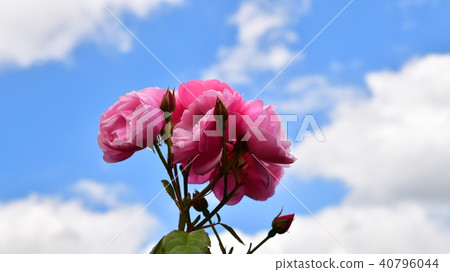 Rose with blue sky and pink 40796044