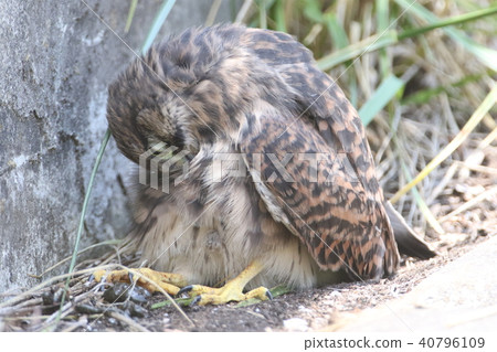 Chicks of butterfly 40796109