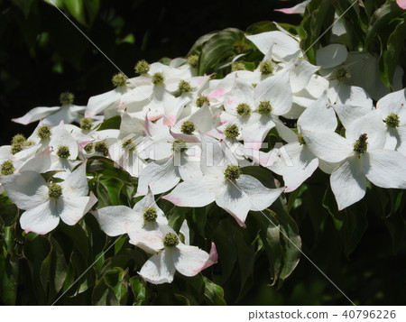 Yamabashi flowers in full bloom Yamabashi flowers in full bloom 40796226