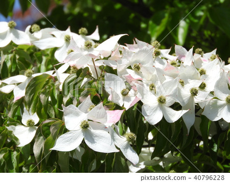 山崎盛開的鮮花 40796228
