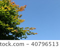 Autumn leaves 40796513