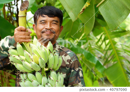 Farmer carrying of green bananas 40797090