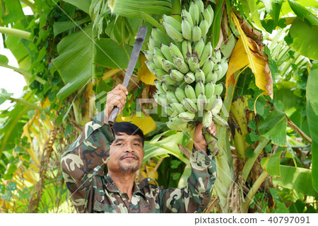 Farmer carrying of green bananas 40797091