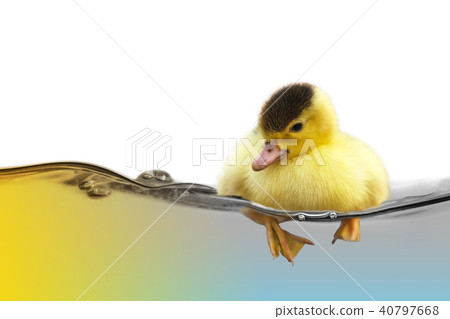 The yellow cute duckling swimming on water wave The yellow cute duckling swimming on water wave 40797668