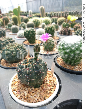 Cactus Gymnocalycium in the pot at farm 40797841