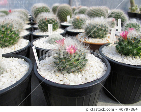 Mammillaria Bocasana Cactus Blooming flower 40797864