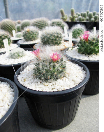 Mammillaria Bocasana Cactus Blooming flower Mammillaria Bocasana Cactus Blooming flower 40797865