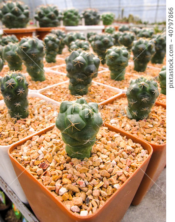 Close Up Coryphantha Elephantidens Cactus Close Up Coryphantha Elephantidens Cactus 40797866