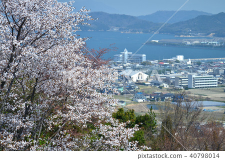 野櫻桃樹（香川縣贊岐市Shisei市政府，Shiori高中，Shima-bashi遠景） 40798014