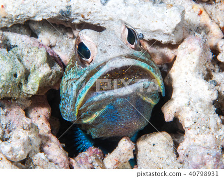 Jaw fish's mouth rearing Jaw fish's mouth rearing 40798931