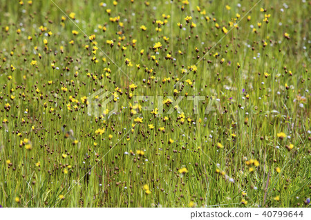 Drosera indica Linn.flower beautiful mix with Utri 40799644
