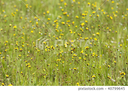 Drosera indica Linn.flower beautiful mix with Utri 40799645