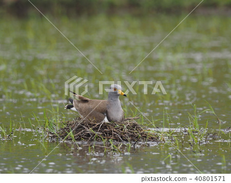 凱利 凱利 40801571