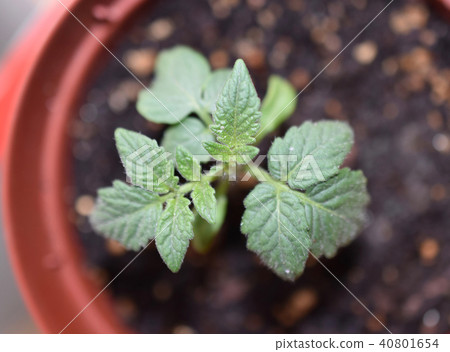 Mini tomato seedlings Mini tomato seedlings 40801654