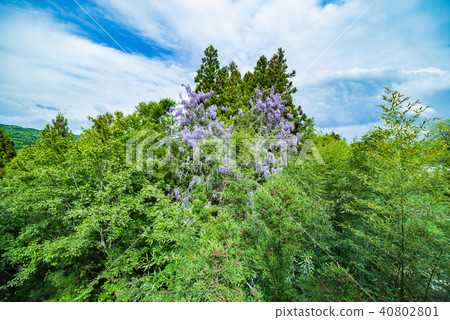 Yamafuji Yamafuji 40802801