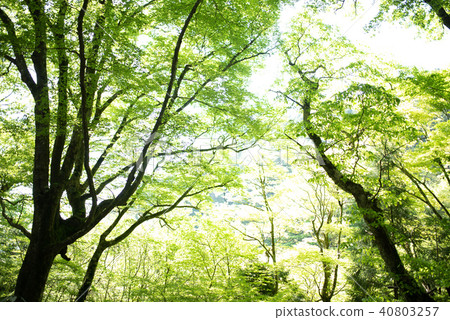 鮮綠色 鮮綠色 40803257