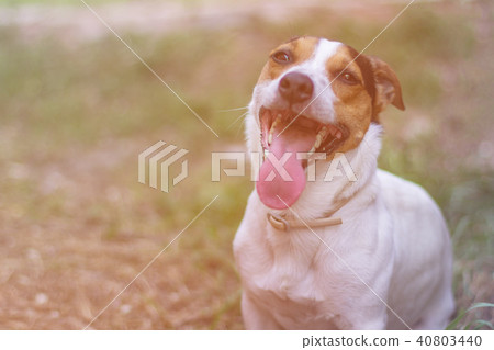 Jack Russell Terrier sitting in the grass 40803440