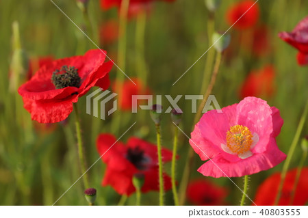 罌粟花 40803555