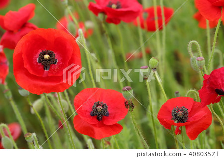 罌粟花 罌粟花 40803571