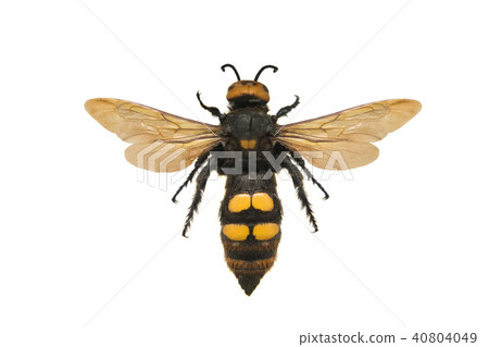 Scolia flavifrons Scolia flavifrons 40804049