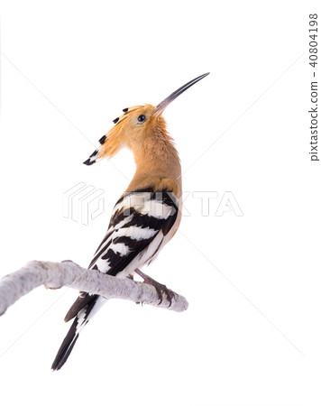 eurasian Hoopoe eurasian Hoopoe 40804198