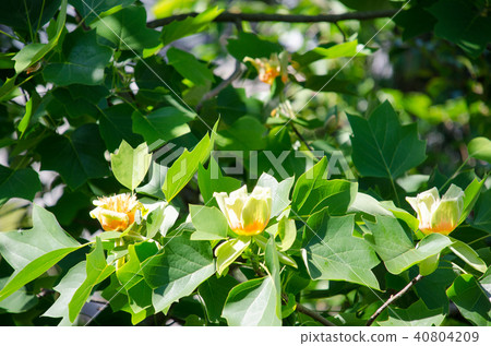 tulip tree tulip tree 40804209
