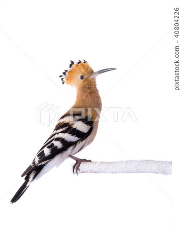 eurasian Hoopoe 40804226