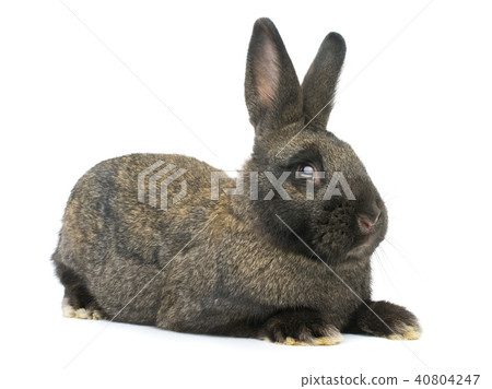 brown rabbit isolated brown rabbit isolated 40804247