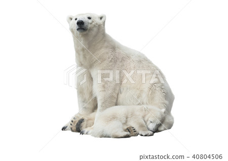 Polar bear 40804506