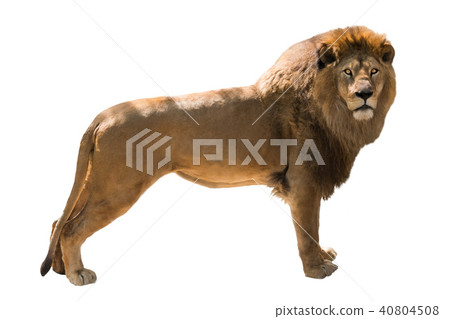 lion isolated 40804508