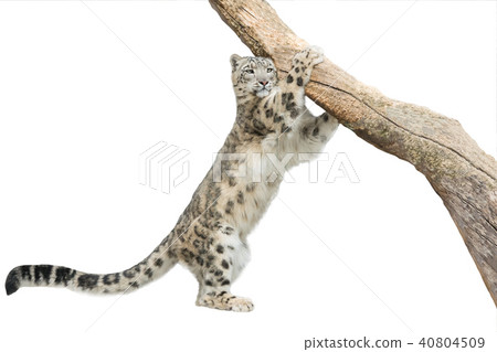 leopard leopard 40804509