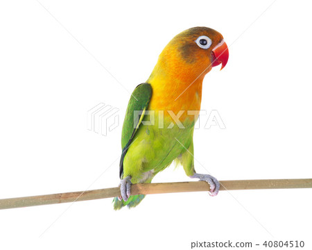 fischeri lovebird 40804510