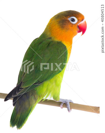 fischeri lovebird 40804513