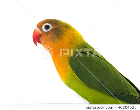 fischeri lovebird 40804523