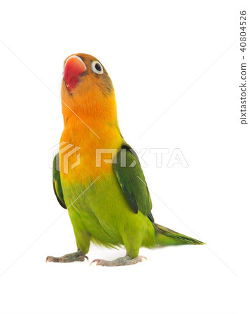 fischeri lovebird 40804526