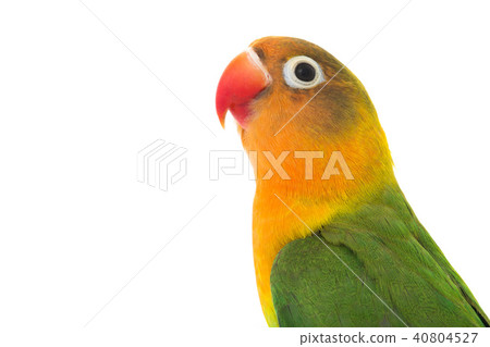 fischeri lovebird 40804527