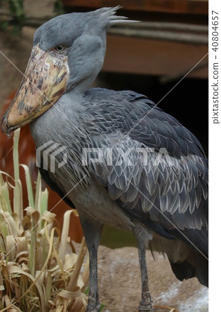 Mr. hoshibikoro _ 02 Mr. hoshibikoro _ 02 40804657